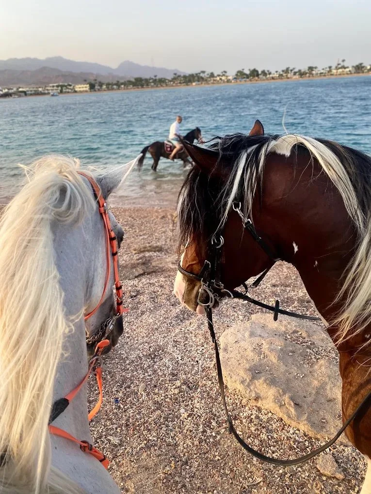 دهب لركوب الخيل
