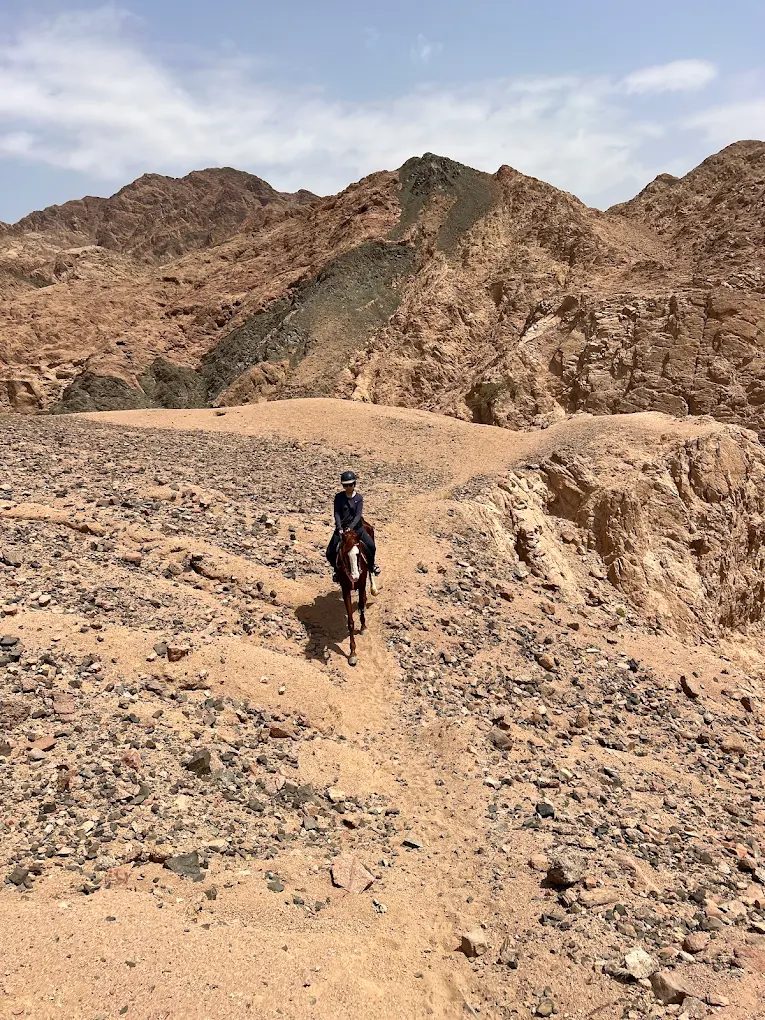 Dahab Horse Riding photo 3