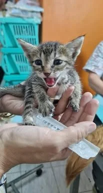 Dr. Amira – Vet & Pet Food/Supplies photo 3