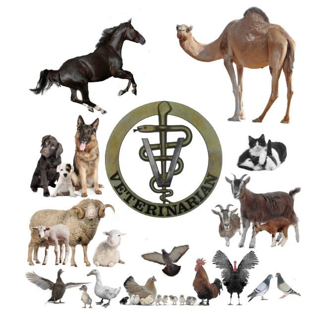 د. سامي فوزي — صورة 2