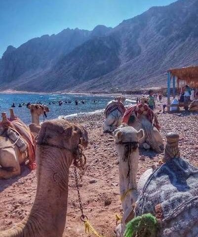Nader – Camel Riding view 1