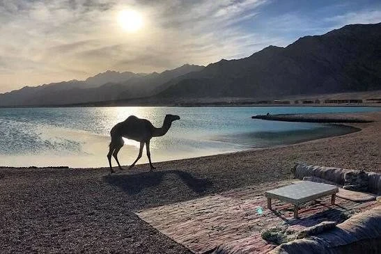 نادر – ركوب الجمال — منظر 3