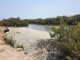 Nabq Reserve view 1