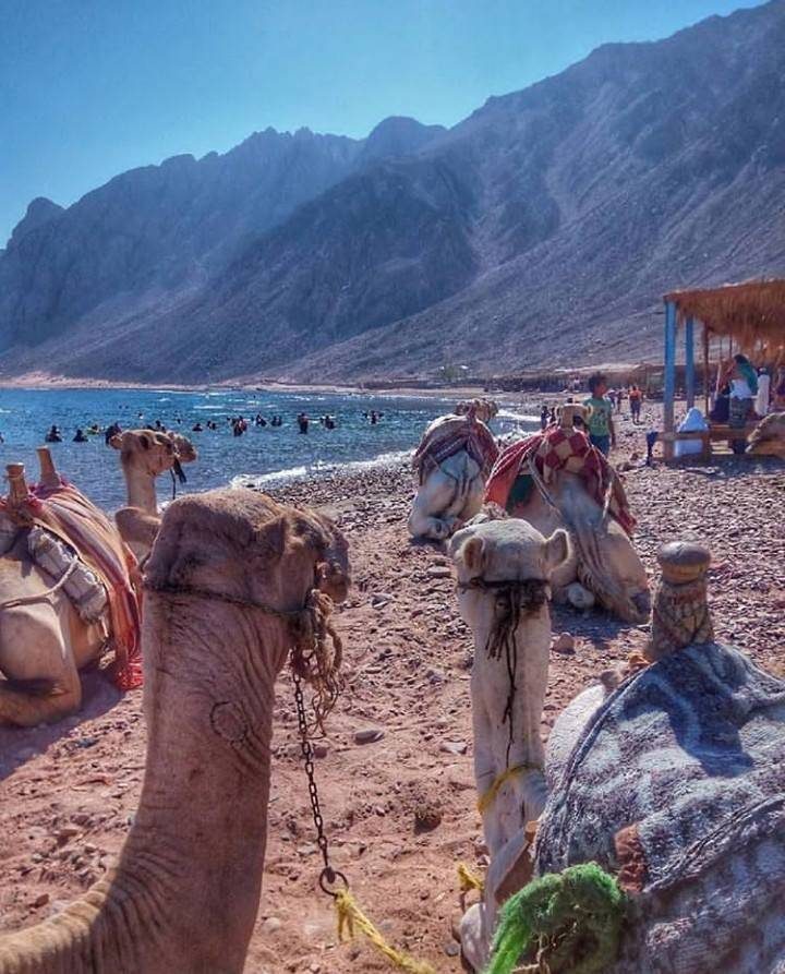 ثري بولز وباجي وادي جني — صورة 2