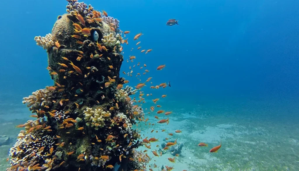 Divemaster
