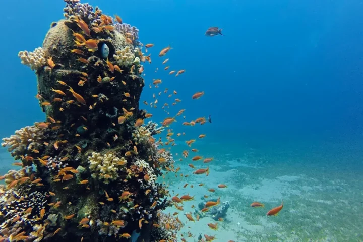 Intro Dive view 1