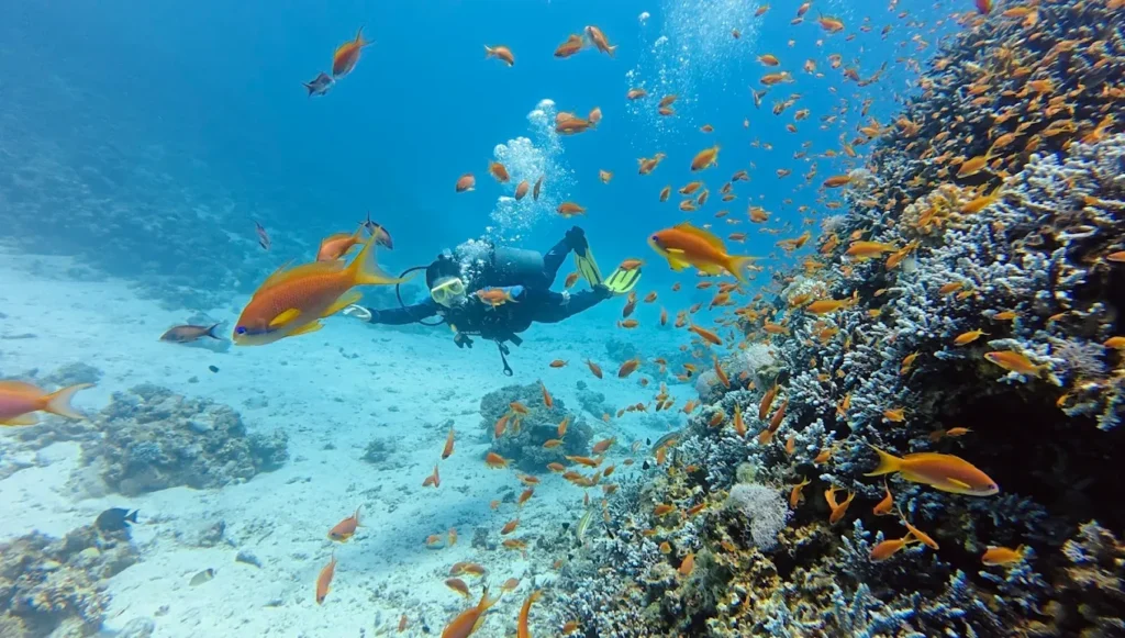 Divemaster photo 2