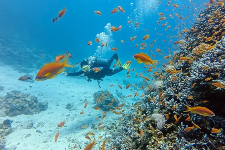 Intro Dive view 2