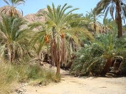 Three Pools & Wadi Gnai Buggy view 4