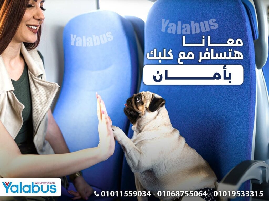 Yalla Bus photo 3