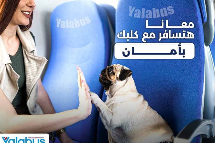 Yalla Bus view 3